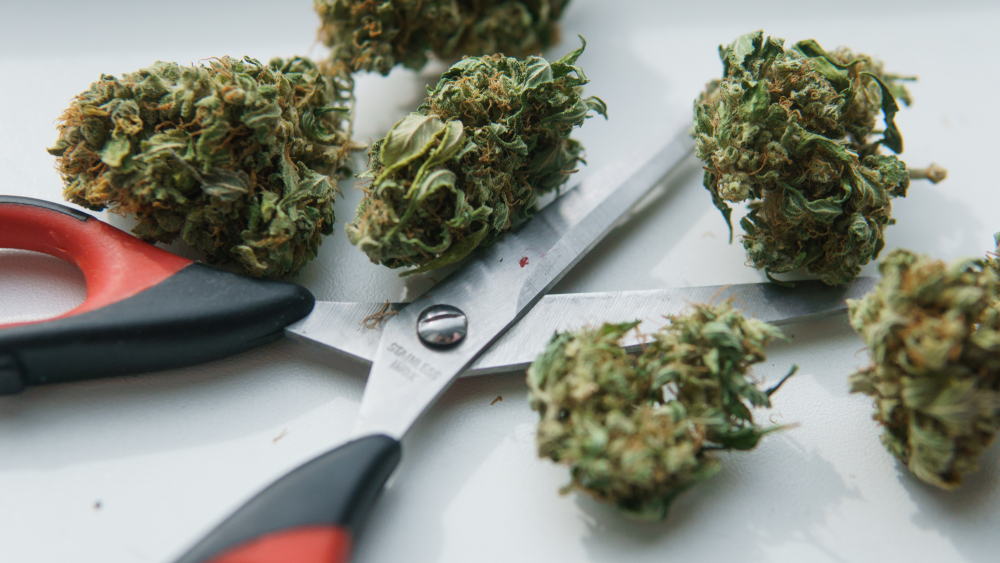 How to Grind Weed Without a Grinder tips