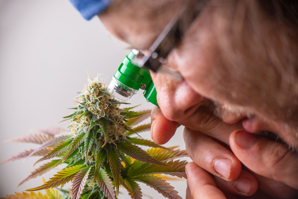cannabis plant trichomes