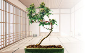 Cannabis bonsai