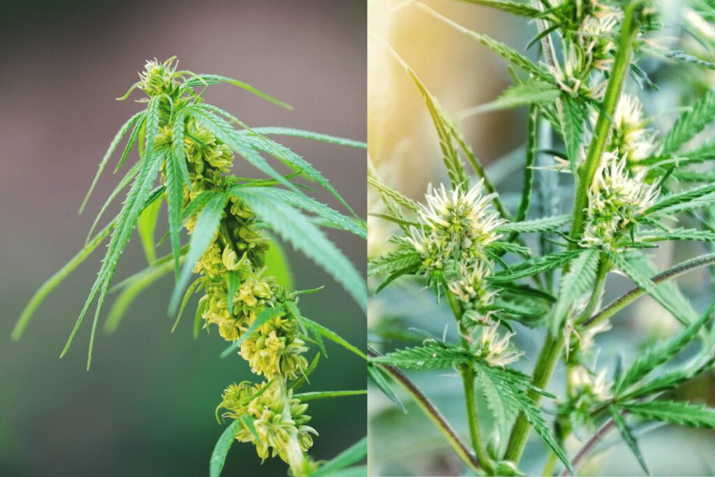 Male vs Female Cannabis Plant