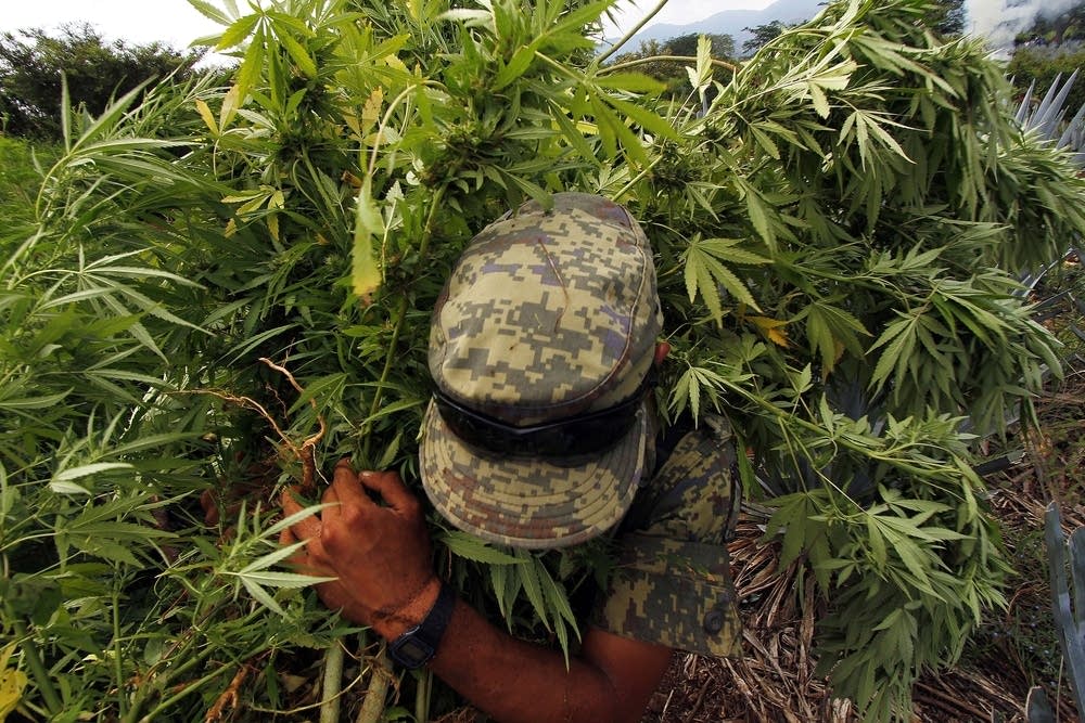 Cannabis use in Military